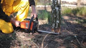 Best Arborist Consultation Services  in King Of Prussia, PA